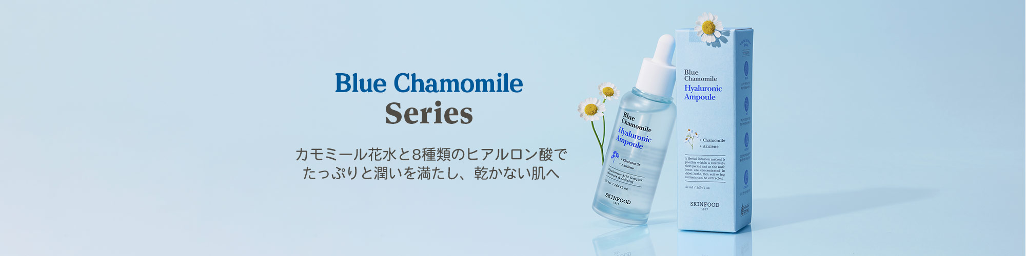 ブルーカモミール新登場